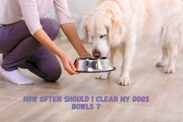 http://bigdogboutique.com/cdn/shop/articles/HOw_often_should_I_clean_my_dogs_bowl_2.png?v=1616034408