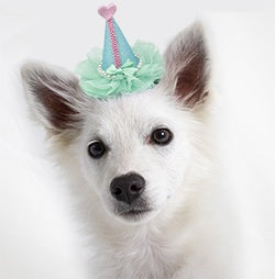 Pretty Party Hats for Dogs