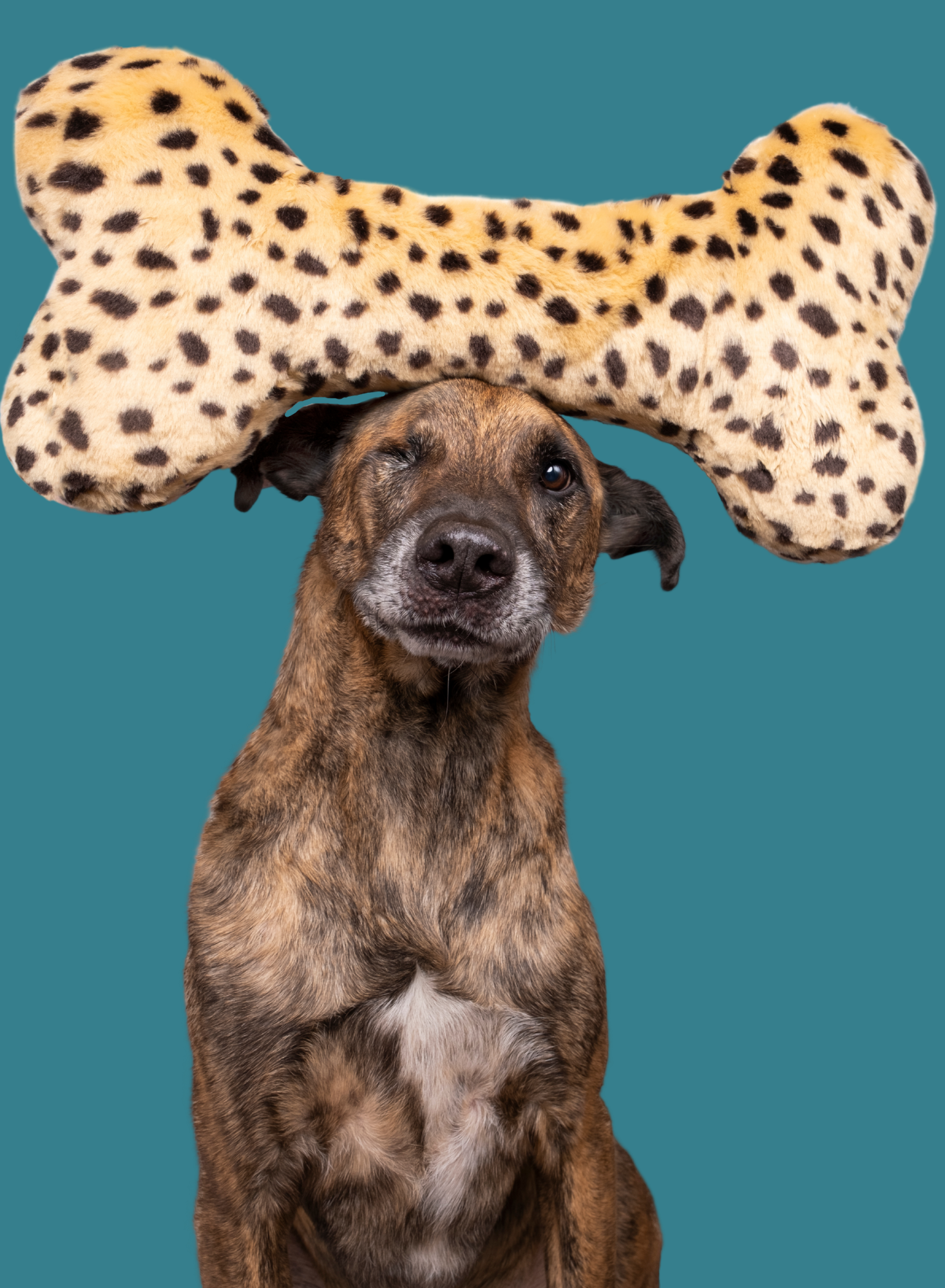 Haute Diggity Dog Plush Dog Bone Toy Large - XL –