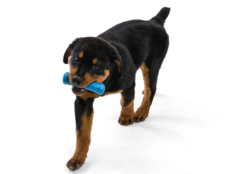 West Paw Drifty Dog Toy- seaflex eco-friendly