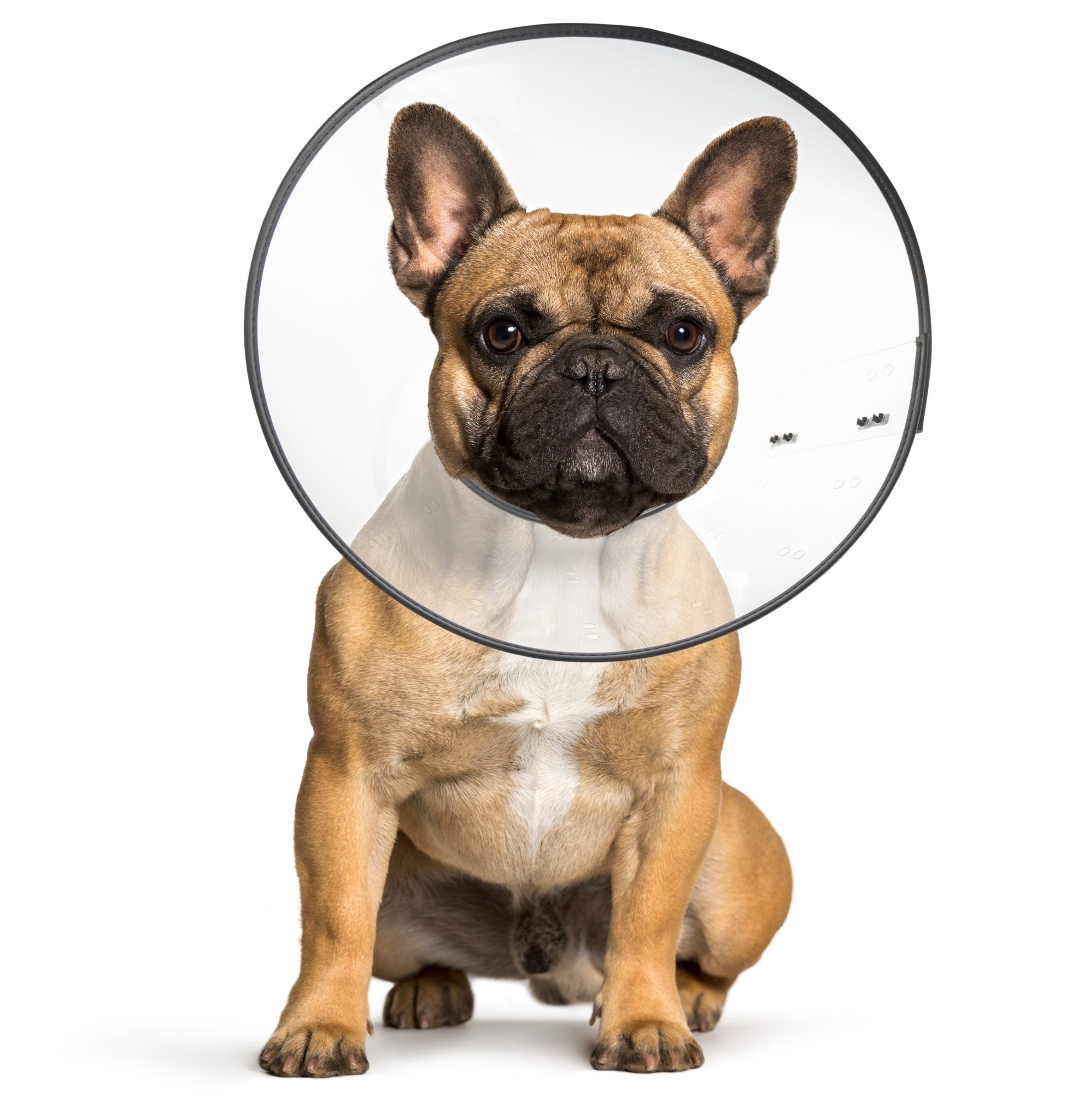 Zen cone soft recovery collar reviews sale