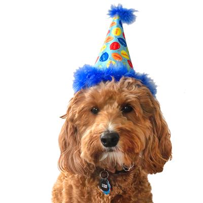 Party Hats for Dogs & Cats