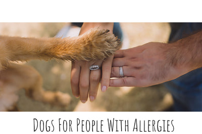 Common Dog Breeds For People With Allergies