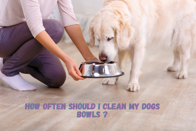 How Often Should I Clean My Dogs Bowls?