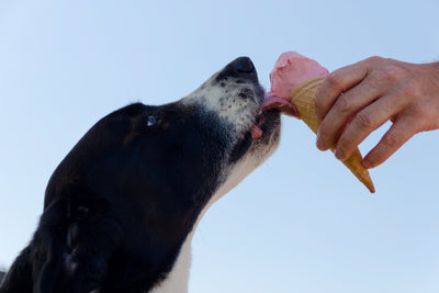 How To Help Your Pet Beat The Heat