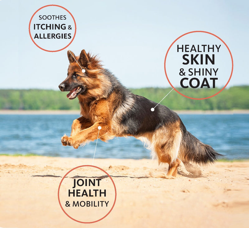 Brilliant Salmon Oil for Pets