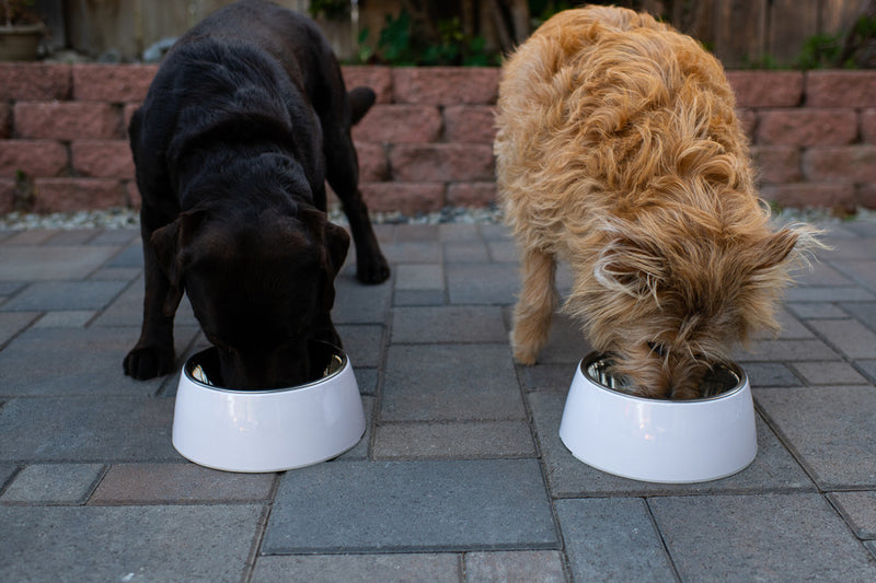 Retro Feeding Bowl for Dogs & Cats- stainless steel