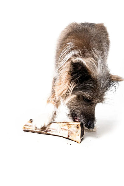 Bison Marrow Bone 6-8”