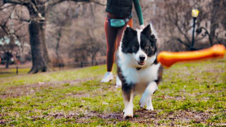 Tall Tails GOAT Sport Bones Durable & Interactive Dog Toys