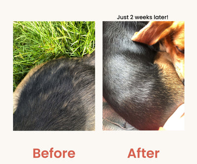 Brilliant Salmon Oil for Pets