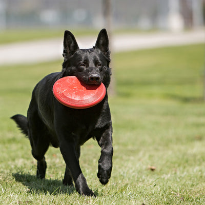 Kong Flyer Frisbee for Dogs