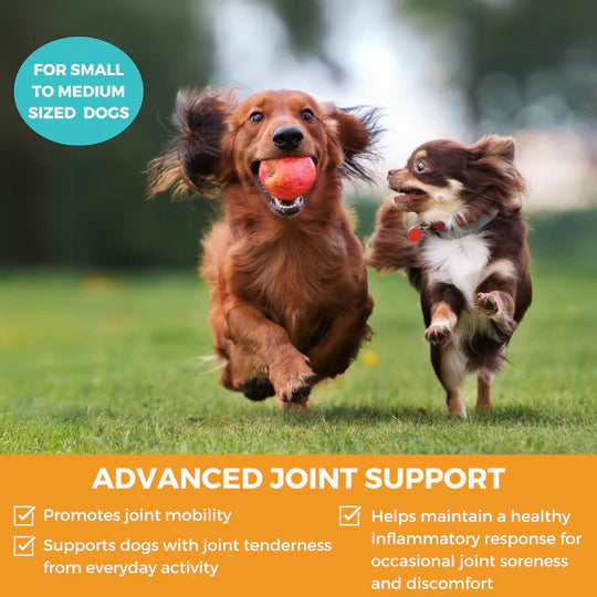 Progility Hip & Joint Support  MINIS (Soft Chews) for Dogs 60 count