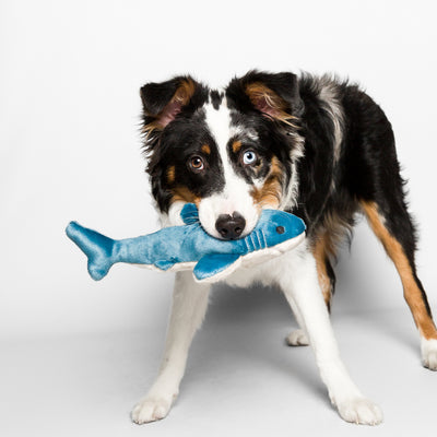 Fluff & Tuff Tank the Shark Plush Toy for Dogs