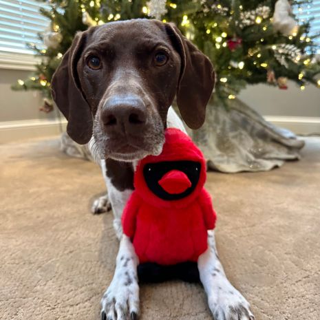 Tall Tails Interactive Dog Toy- Animated Cardinal