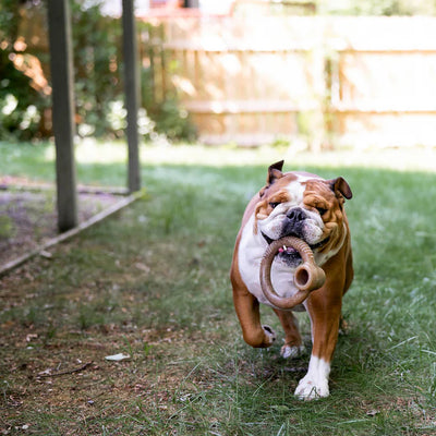 Benebone Bacon Flavor Ring for Dogs