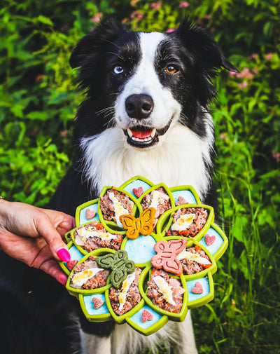 SodaPup Mandala Feeder