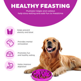 Fun Feeder Slo Bowl Purple-Medium