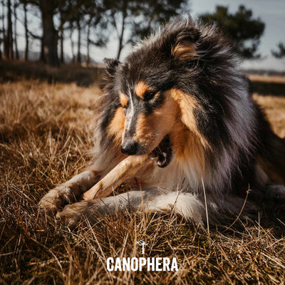 Canophera Coffee Wood Chew for dogs