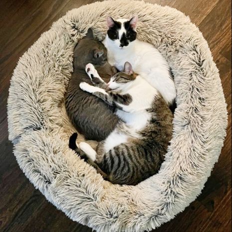 Tall Tails Cuddle (Pet) Dog Beds