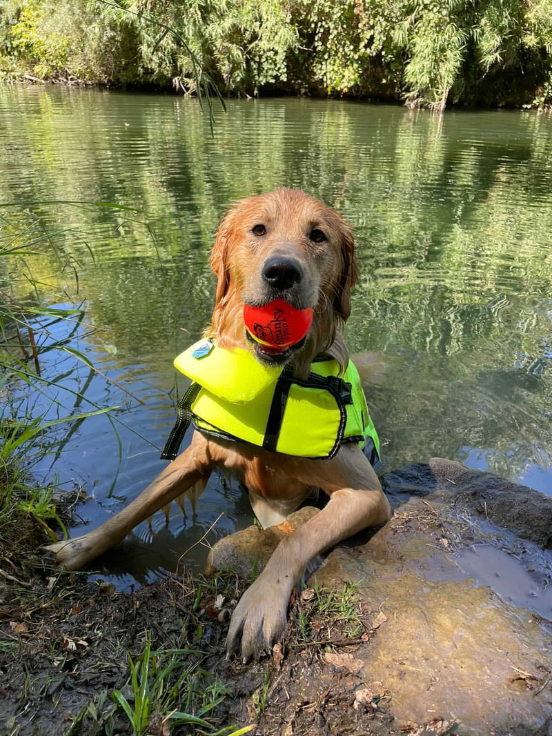 Spunky Pup Fetch & Glow ball for dogs