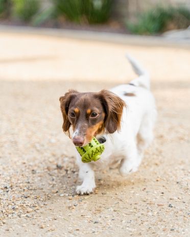 Tall Tails Natural Rubber Acorn Durable Dog Toy