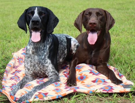 Tall Tails Blankets For Cats and Dogs