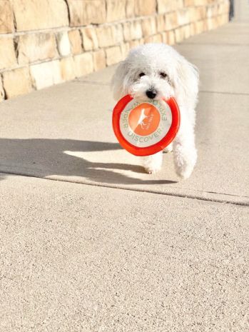 Tall Tails Soft Flying Fetch Disc for Dogs