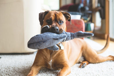 Fluff & Tuff Mac the Shark Plush Toy for Dogs