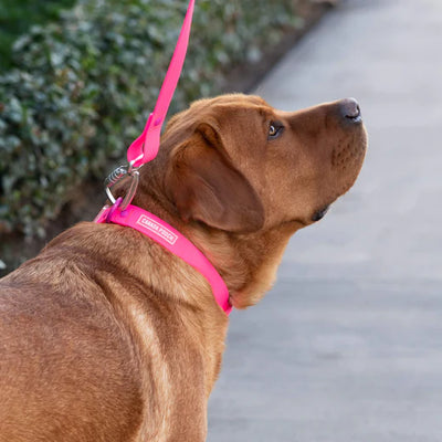 Canada Pooch Waterproof Collar Pink