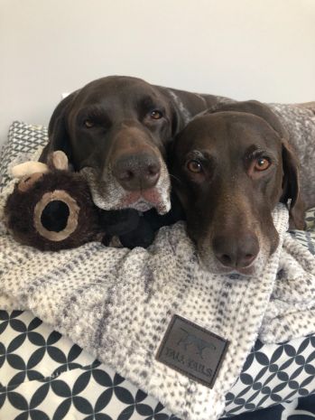 Tall Tails Blankets For Cats and Dogs