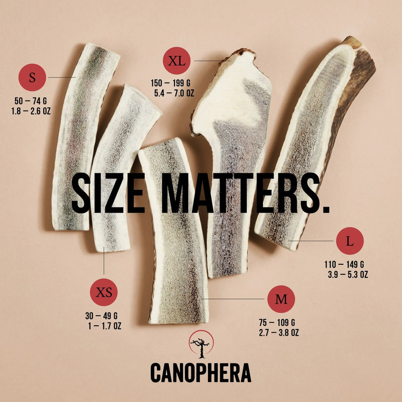 Canophera Red Deer Antler Split dog chew