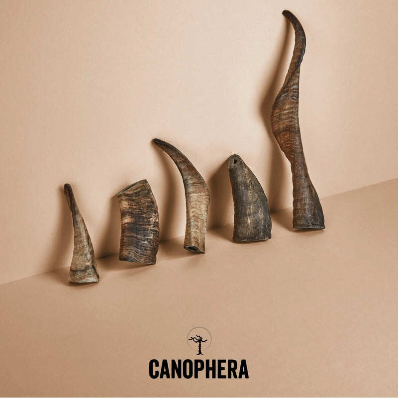 Canophera Sheep Horn Chew