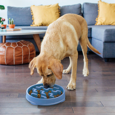 Fun Feeder Blue Slo Bowl- Medium