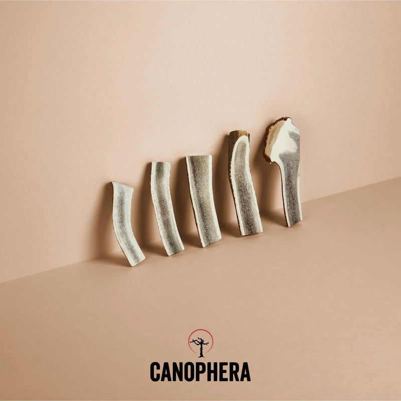 Canophera Red Deer Antler Split dog chew