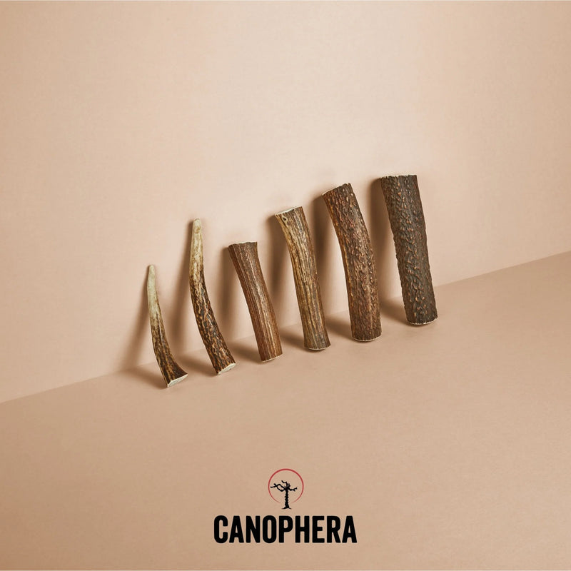 Canophera Red Deer Whole Antler Chew