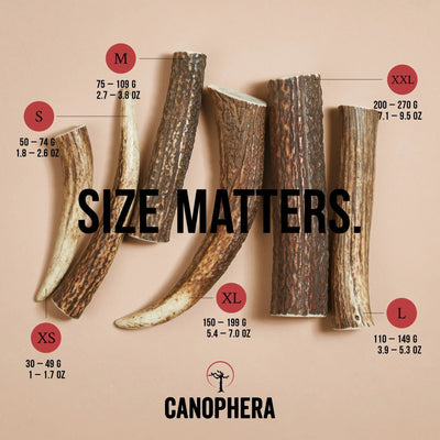Canophera Red Deer Whole Antler Chew