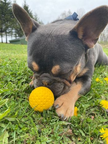 Tall Tails Goat Balls Durable Toys for Dogs