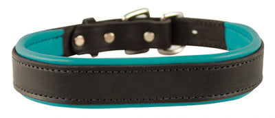 Perri's Padded Leather Dog Collar- black with turquoise padding- USA made