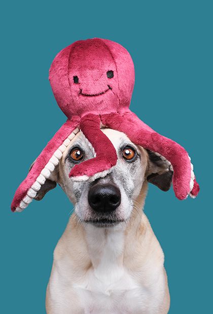 Olympia Octopus Dog Toy- Plush, Durable