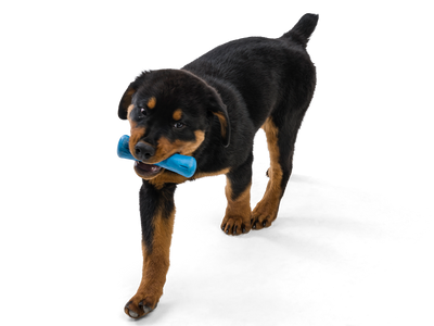 West Paw Drifty Dog Toy- seaflex eco-friendly