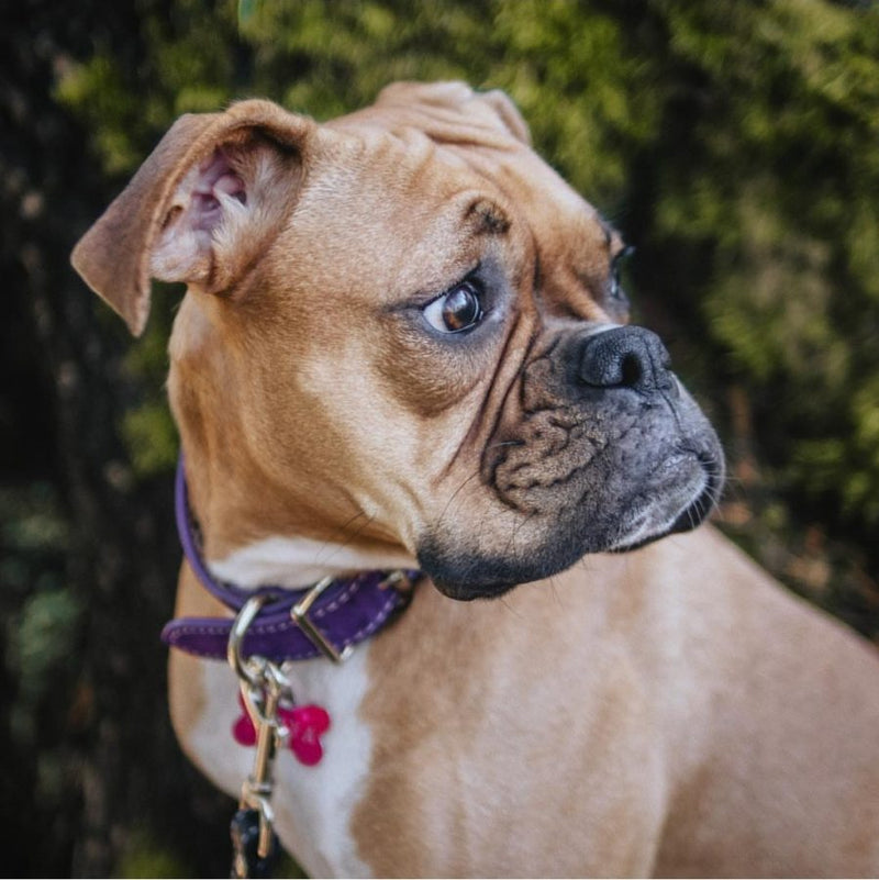 Saratoga Suede Purple Leather Dog Collar- USA made luxury dog collar