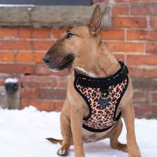 No-Pull Harness (Waterproof) for Dogs (Leopard Print)