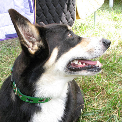 Corgi Dog Collar or Leash