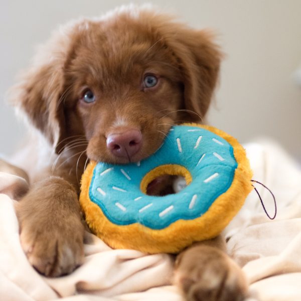 Zippy Paws Plush Stuffing Free Donut Dog Toy