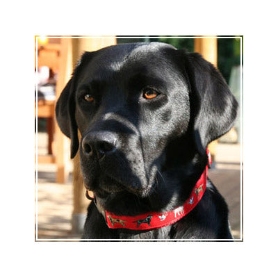 Labrador Retriever Dog Breed Collar or Leash