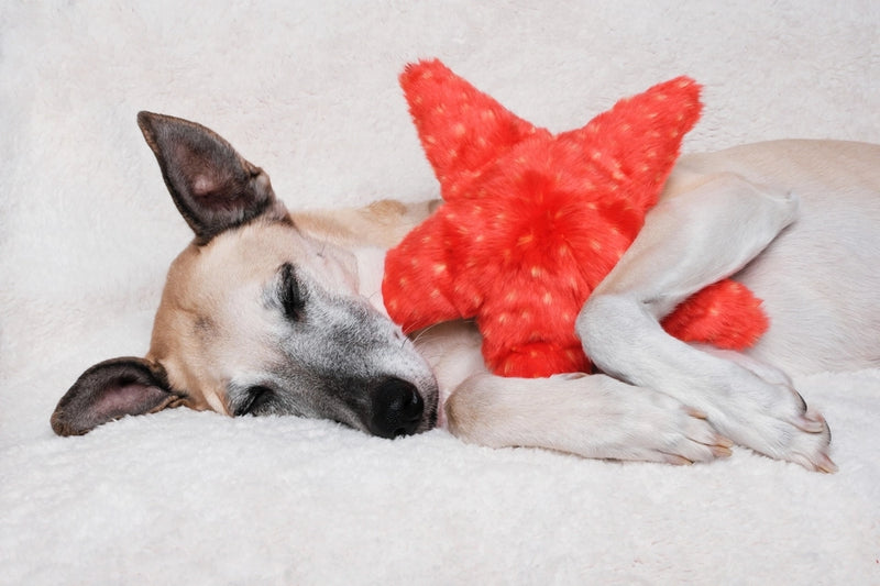 Fluff & Tuff Ziggy Starfish- durable plush toy for dogs