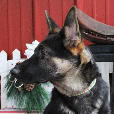 Seasonal Dog Collar Collection - Set of 9 collars